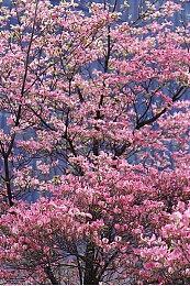 星穹铁道同人游戏《黑塔的棋局》Steam页面 发售日期待定